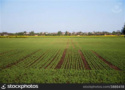 Farmers field with growing plants at spring