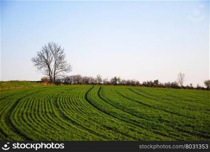 Farmers green growing rows of corn in a field