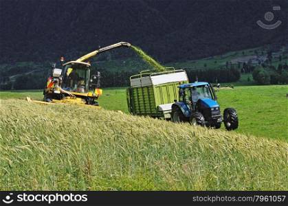 Farmers harvest a crop of triticale for silage on a West Coast dairy farm, South Island, New Zealand