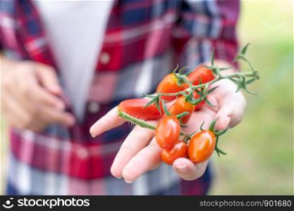 Farmers harvest products from farms Tomatoes grown and harvested, delivered, sold, healthy food concepts Agricultural product preservation