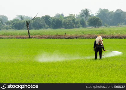 Farmers inject insecticides to prevent insects in rice fields.