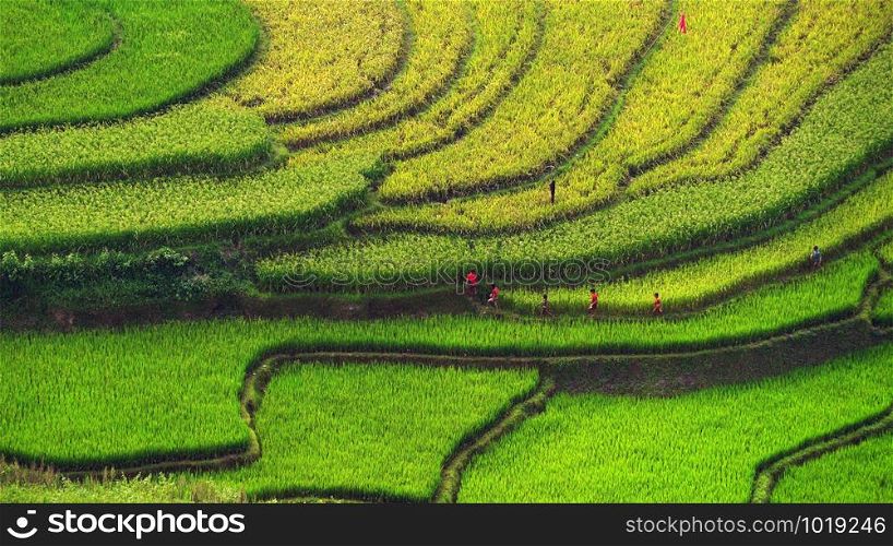 Farmers, people, walking on paddy rice terraces, green agricultural fields in countryside or rural area of Mu Cang Chai, Yen Bai, mountain hills valley in Asia, Vietnam. Nature landscape background.