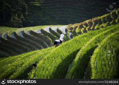 Farmers working in terraced rice fields, Jinkeng Terraced Field, Guangxi Province, China