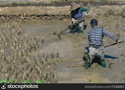 Farmers working on terraced rice fields in the morning