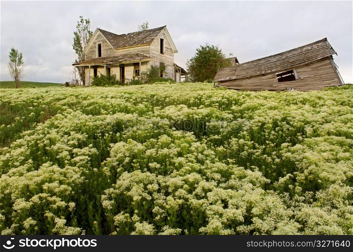 Farmhouse by field