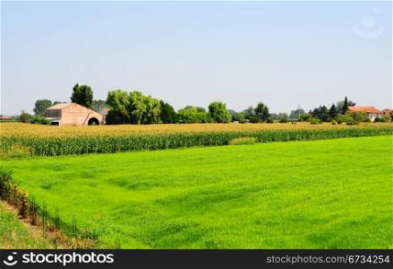 Farmhouses Surrounded By Fields Of Young Corn