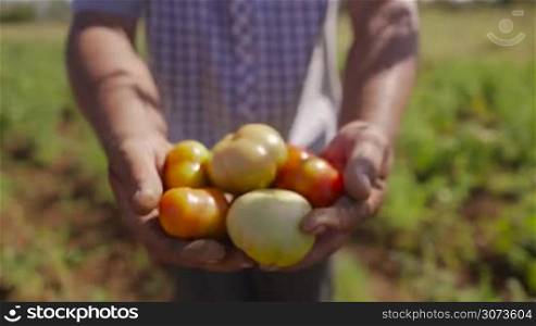 Farming and cultivations in Latin America. Farmer in tomato field, holding vegetables in the hands and showing them to the camera. The man stands proud. Close up shot.