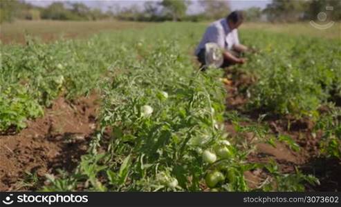 Farming and cultivations in Latin America. Farmer walking in tomato field, inspecting the quality of plants and vegetables. He checks that there are no pest on leaves. Low angle, dolly shot.