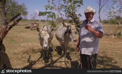 Farming and cultivations in Latin America. Portrait of middle aged hispanic farmer standing proud with plough and ox in background. He looks at the camera and smiles happy. Steadicam shot