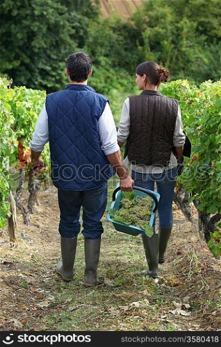 farming couple in field picking grapes