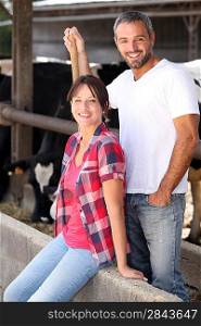 Farming couple stood by cows