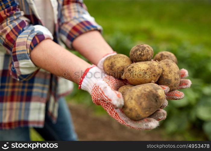 farming, gardening, agriculture and people concept - farmer holding potatoes at farm. farmer hands holding potatoes at farm