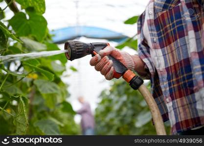 farming, gardening, agriculture and people concept - farmer with garden hose watering cucumber seedlings at farm greenhouse. farmer with garden hose watering at greenhouse