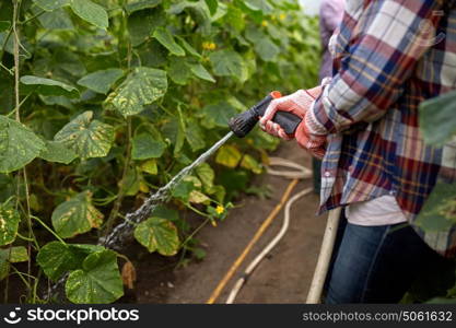 farming, gardening, agriculture and people concept - farmer with garden hose watering cucumber seedlings at farm greenhouse. farmer with garden hose watering at greenhouse