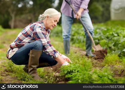 farming, gardening, agriculture and people concept - happy senior couple working in garden at summer farm. senior couple working in garden or at summer farm
