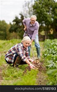 farming, gardening, agriculture and people concept - senior couple planting potatoes at garden or farm. senior couple planting potatoes at garden or farm