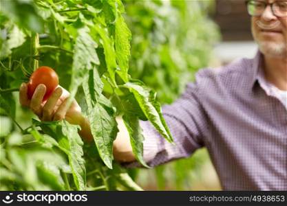 farming, gardening, agriculture and people concept - senior man or farmer growing tomatoes at greenhouse on farm. senior man growing tomatoes at farm greenhouse