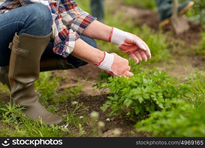 farming, gardening, agriculture and people concept - senior woman weeding parsley on garden bed at summer farm. senior woman working in garden or at summer farm