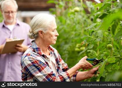 farming, gardening, agriculture and people concept - senior woman with garden pruner working at farm greenhouse