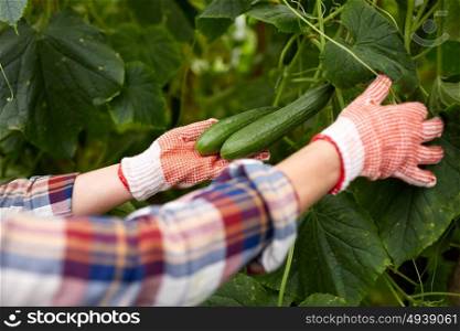 farming, gardening, agriculture and people concept - woman harvesting crop of cucumbers at greenhouse on farm. woman picking cucumbers up at farm greenhouse