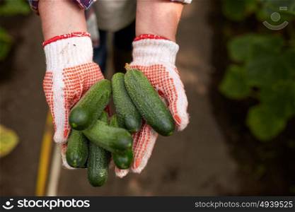 farming, gardening, agriculture, harvest and people concept - hands of senior farmer with cucumbers at farm greenhouse. hands of farmer with cucumbers at farm greenhouse