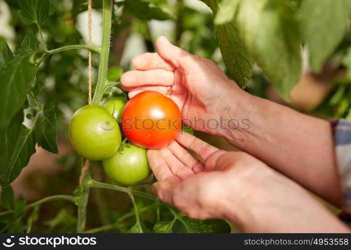 farming, gardening, agriculture, harvest and people concept - hands of senior farmer picking tomatoes at farm greenhouse. senior farmer picking tomatoes at farm greenhouse