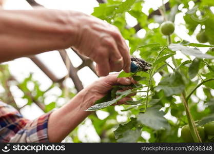 farming, gardening, agriculture, harvest and people concept - hands of senior farmer with secateurs at farm greenhouse. senior farmer with secateurs at farm greenhouse