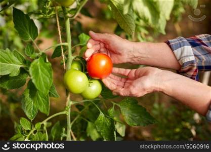 farming, gardening, agriculture, harvest and people concept - hands of senior farmer picking tomatoes at farm greenhouse. senior farmer picking tomatoes at farm greenhouse
