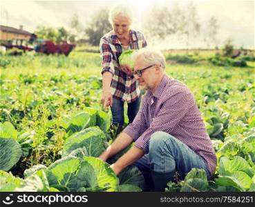farming, gardening, agriculture, harvesting and people concept - senior couple picking cabbage at farm garden. senior couple picking cabbage on farm