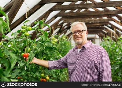 farming, gardening, agriculture, old age and people concept - senior man or farmer growing tomatoes at greenhouse on farm