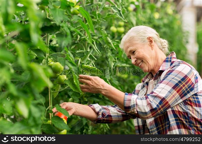 farming, gardening, agriculture, old age and people concept - senior man or farmer growing tomatoes at greenhouse on farm