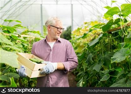 farming, gardening, agriculture, old age and people concept - senior man with box harvesting crop of cucumbers at greenhouse on farm