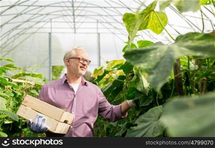 farming, gardening, agriculture, old age and people concept - senior man with box harvesting crop of cucumbers at greenhouse on farm