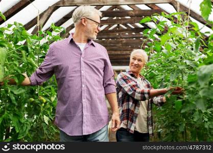 farming, gardening, agriculture, old age and people concept - senior woman and man growing tomatoes at greenhouse on farm