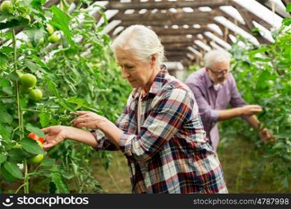 farming, gardening, agriculture, old age and people concept - senior woman and man harvesting crop of tomatoes at greenhouse on farm