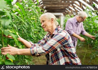 farming, gardening, agriculture, old age and people concept - senior woman and man harvesting crop of tomatoes at greenhouse on farm