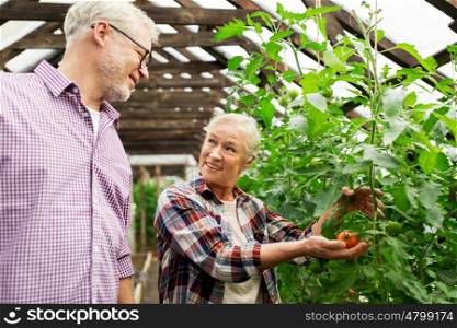 farming, gardening, agriculture, old age and people concept - senior woman and man growing tomatoes at greenhouse on farm
