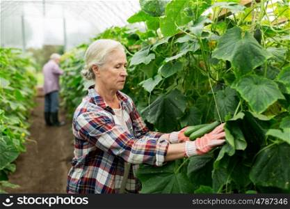 farming, gardening, agriculture, old age and people concept - senior woman harvesting crop of cucumbers at greenhouse on farm