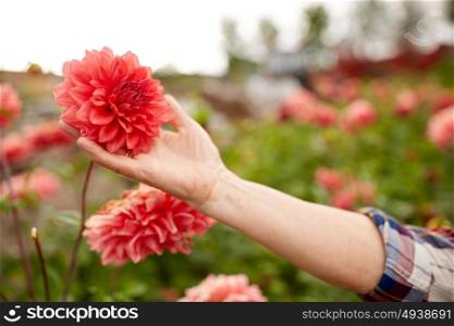 farming, gardening and people concept - hand of senior woman with dahlia flowers at summer garden. hand of senior woman with flowers at summer garden