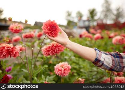 farming, gardening and people concept - hand of senior woman with dahlia flowers at summer garden. hand of senior woman with flowers at summer garden