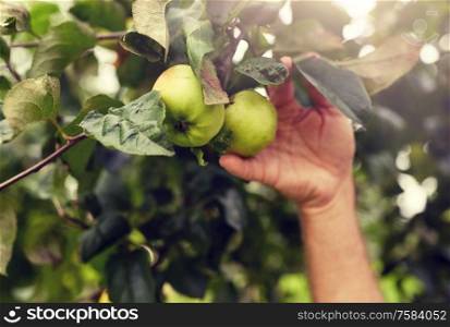 farming, gardening and people concept - hand with apples growing at summer garden. hand with apples growing at summer garden