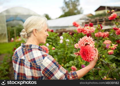 farming, gardening and people concept - happy senior woman with dahlia flowers blooming at summer garden. senior woman with flowers at summer garden