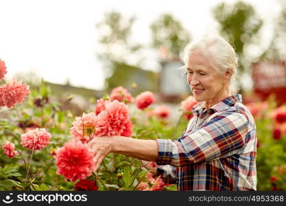farming, gardening and people concept - happy senior woman with dahlia flowers blooming at summer garden. senior woman with dahlia flowers at summer garden