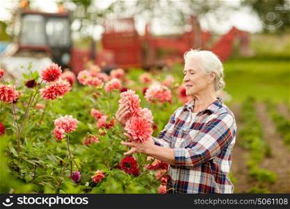 farming, gardening and people concept - happy senior woman with dahlia flowers blooming at summer garden. senior woman with dahlia flowers at summer garden