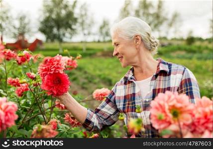farming, gardening and people concept - happy senior woman with flowers blooming at summer garden