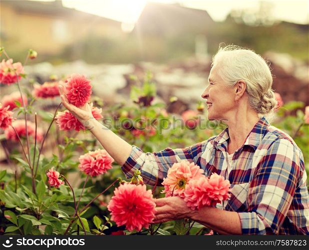 farming, gardening and people concept - happy senior woman with flowers blooming at summer garden. senior woman with flowers at summer garden