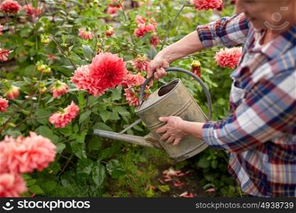 farming, gardening and people concept - happy senior woman with watering can and dahlia flowers blooming at summer garden. senior woman watering flowers at summer garden