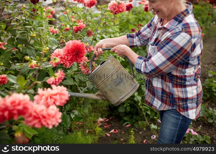 farming, gardening and people concept - happy senior woman with watering can and dahlia flowers blooming at summer garden. senior woman watering flowers at summer garden