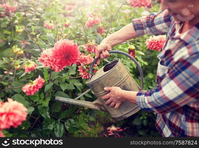 farming, gardening and people concept - happy senior woman with watering can and dahlia flowers blooming at summer garden. senior woman watering flowers at summer garden