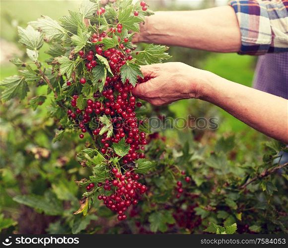 farming, gardening and people concept - senior woman harvesting red currant at summer garden. senior woman with red currant at summer garden